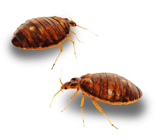 bed bug pest control services