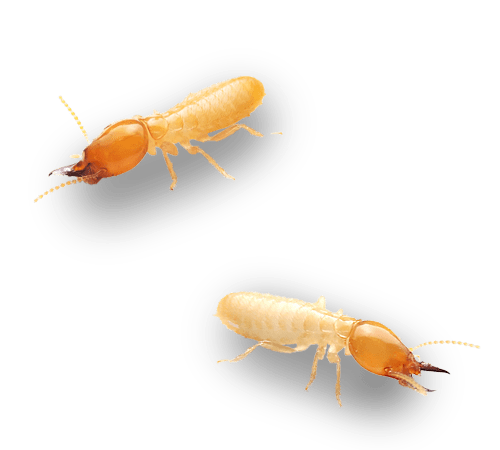 Termite Pest Control Services