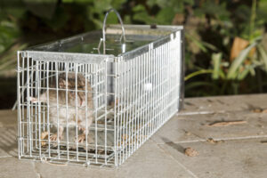 Broomall, PA Wildlife Removal Service