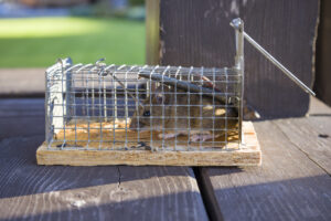 Lansdowne, PA Animal Removal Service