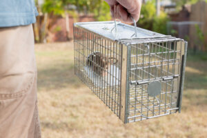 Wildlife Removal Service in Wayne, PA