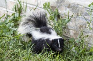Swarthmore, PA Animal Removal Service