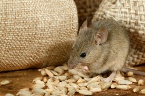 Wildlife Removal Service in Bryn Mawr, PA