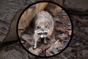 Wildlife Removal Service in Bryn Mawr, PA