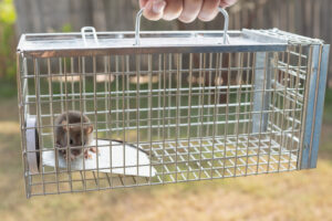 Wildlife Removal Service in Radnor, PA