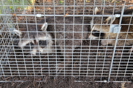 Wildlife Removal Service in Berwyn, PA