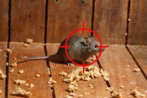 Malvern Animal Removal Service