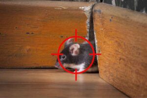 Wildlife Removal Service in Frazer